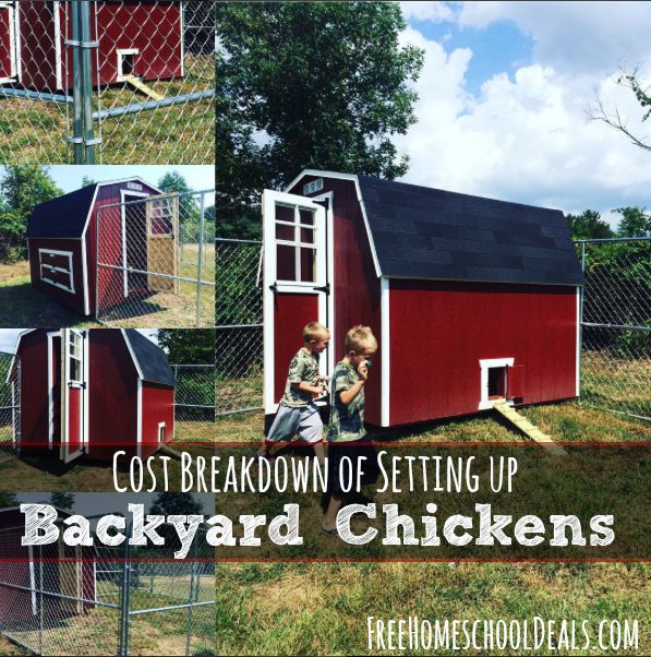Cost Breakdown of Setting Up Backyard Chickens