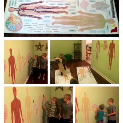 Human Body Science Wal