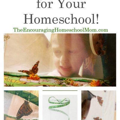 The Best GIANT Butterfly Garden for Your Homeschool!