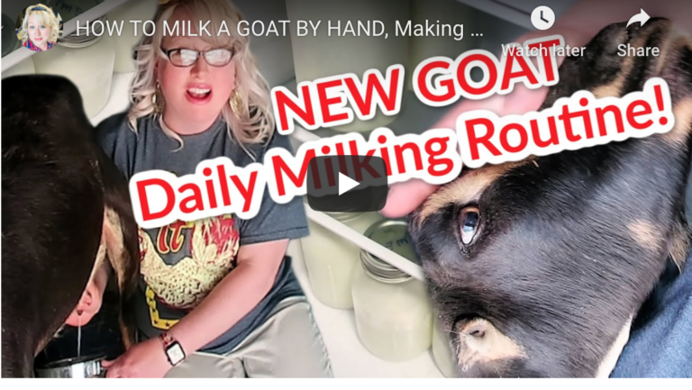 How to MILK A GOAT, DEWORMING A GOAT & FREEZING GOAT’S MILK| SUDDEN HOMESTEAD ADVENTURES
